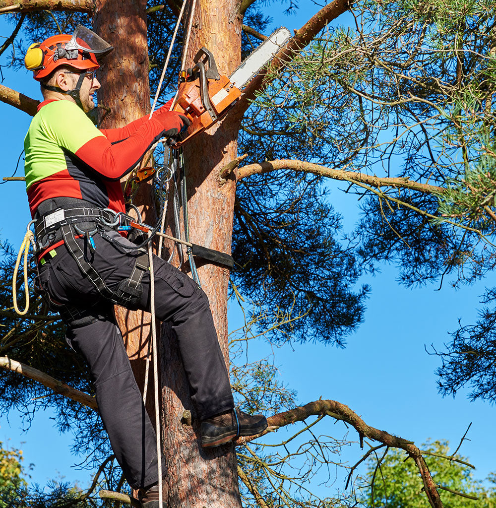 Elevate Your Arborist Equipment with Mower City Albury. Your Arboriculture Industry Supplier for Tree Care Accessories and Specialised Equipment. Brands include ISC, Clogger, Petzl, Yale, Big Dan and More. 