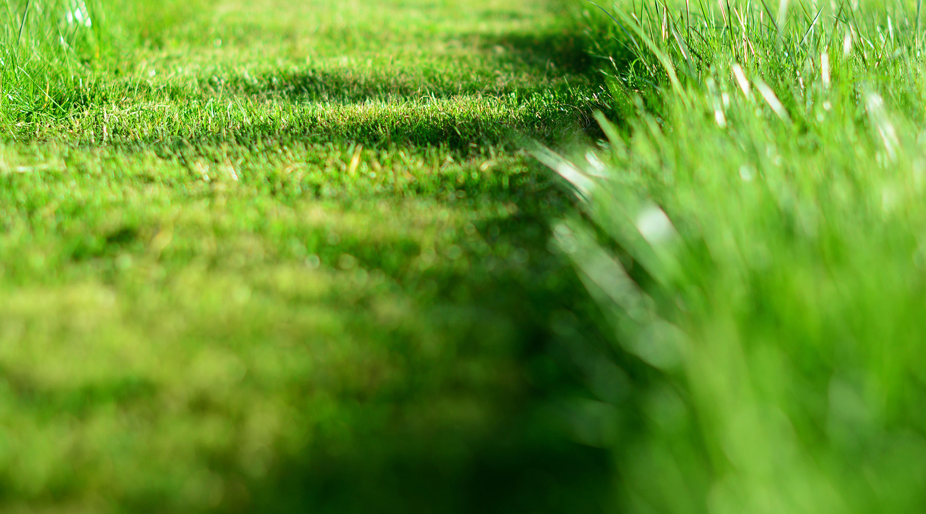 Mower City Albury | Our top mowing tips for a beautiful lawn.